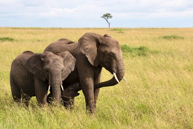 Full Day Isimangaliso Wetlands Park -Croc & Hippo &Game Fr Durban - St Lucia Estuary: The Croc and Hippo Boat Cruise That Sets the Tone