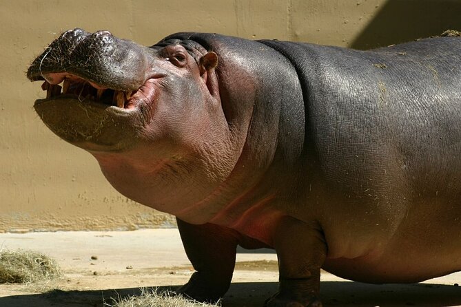 Full Day Isimangaliso Wetlands Park -Croc & Hippo &Game Fr Durban - What You Really Get for the Money