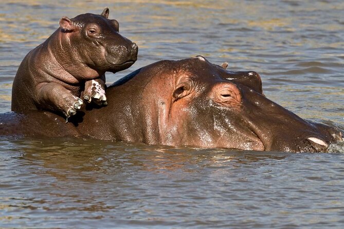 Full Day Isimangaliso Wetlands Park -Croc & Hippo &Game Fr Durban - The Guide Makes a Visible Difference