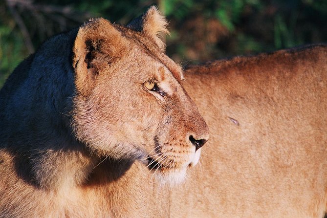 Full Day Kruger National Park Game Drive - Kruger National Park in one day, without the map stress (and why 5:00 am matters)