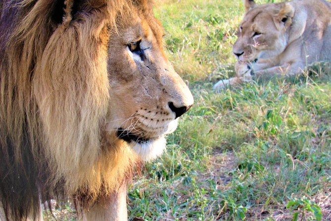 Full-Day Kruger National Park Safari - Key Highlights Worth Knowing