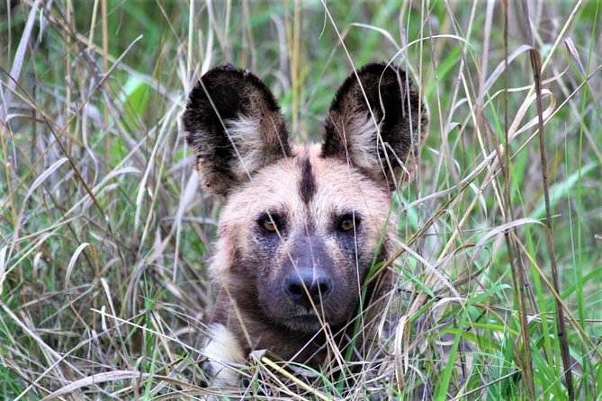 Full-Day Kruger National Park Safari - Why A Full-Day Kruger Safari Starts So Early