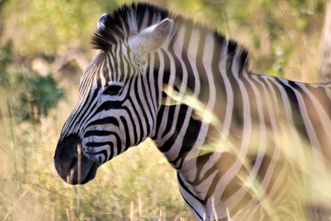 Full-Day Kruger National Park Safari - Open Vehicle Safari Vs Air-Conditioned Comfort