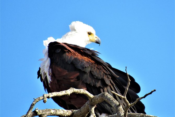 Full-Day Kruger National Park Safari - What “10 Hours In Kruger” Feels Like Once You’re There