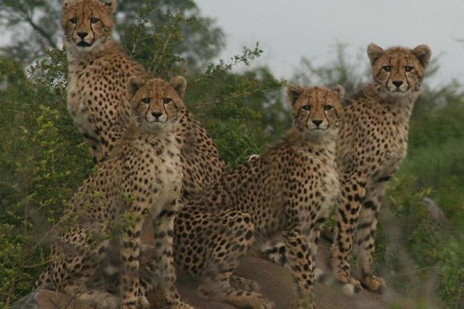 Full-Day Kruger National Park Safari - Pabeni Gate Viewing Stops: What You’ll Be Looking For