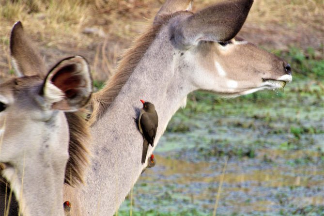 Full-Day Kruger National Park Safari - Hotel Pickup, Drop-Off, And Why It Changes Your Day