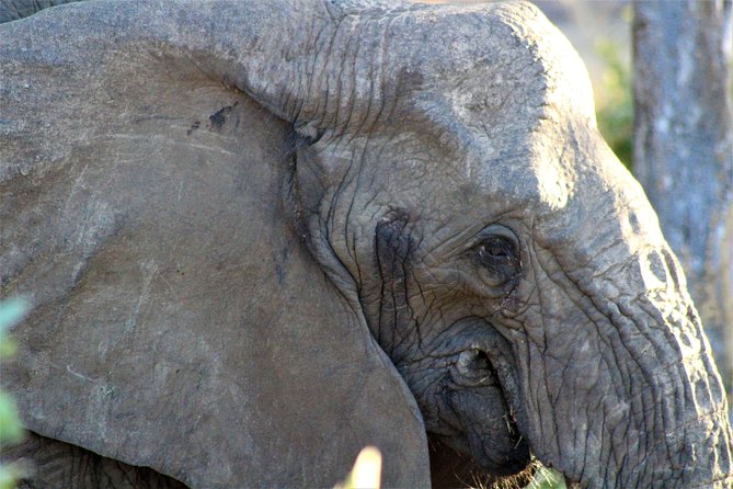 Full-Day Kruger National Park Safari - Price And Value: What $121.21 Covers (And What It Doesn’t)