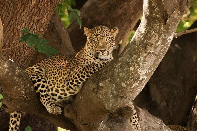 Full Day Kruger National Park Tour - Getting There In Hoedspruit, Rhino Convention Centre To Return