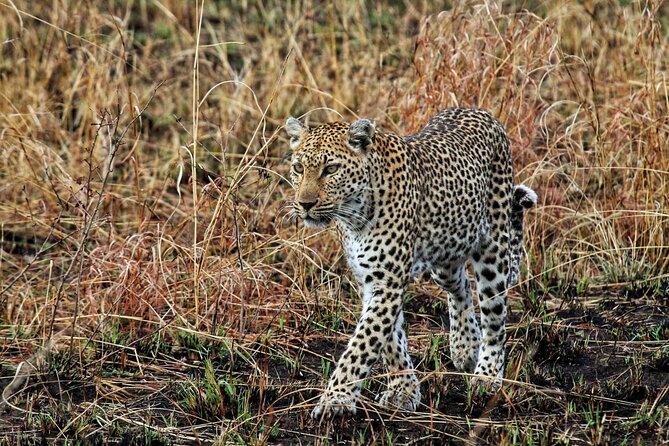Full Day Kruger National Park Tour - The Open-Vehicle Game Drive Feel, Comfort and Viewing Tradeoffs