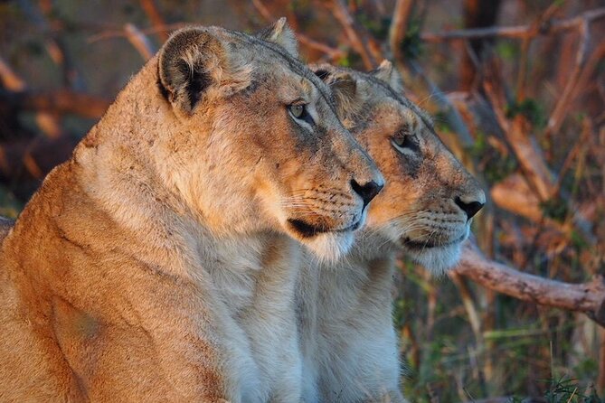 Full Day Kruger National Park Tour - Big Five Focus, Plus the Stuff That Makes Kruger Feel Alive