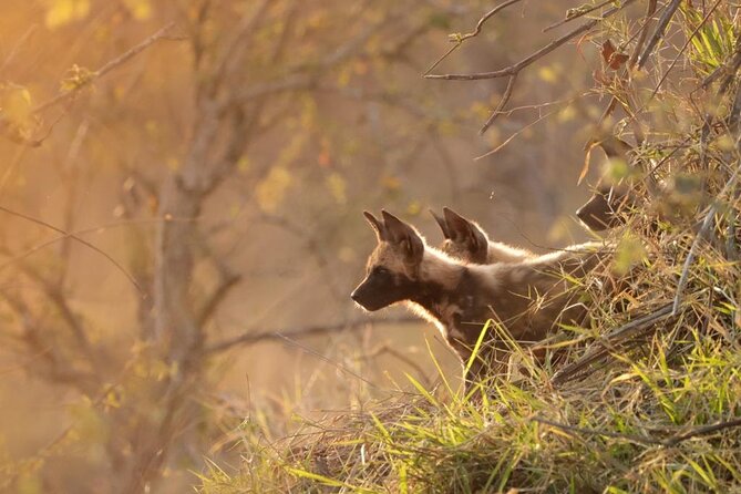 Full Day Kruger National Park Tour - Lunch and Costs to Budget For on an 11-Hour Day