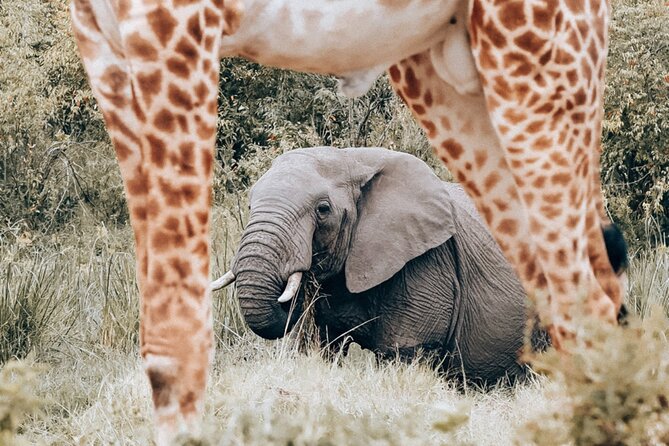 Full Day Kruger National Park Tour - Group Size, Family-Friendliness, and When This Tour Fits Best