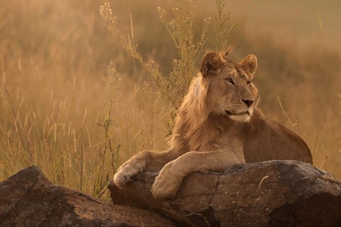 Full Day Kruger National Park Tour - What You Get Before the Safari, Coffee and Water Included