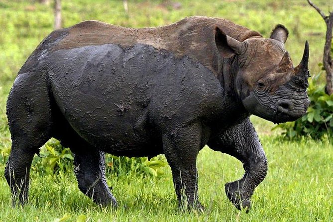 Full Day Kruger Park Safari From Hazyview - Small-group safari from Hazyview: what max 10 really means