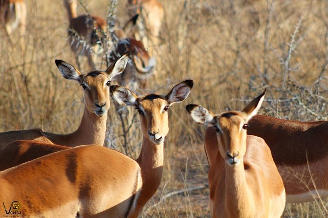 Full Day Kruger Park Safari From Hazyview - What you can realistically see in one long day