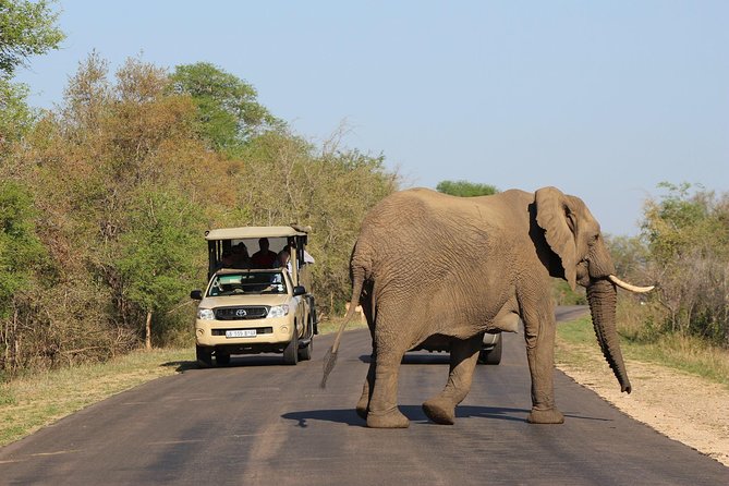 Full Day Kruger Park Safari From Hazyview - Timing and comfort: what a 10-hour Kruger day feels like