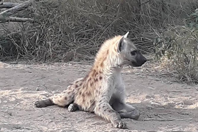 Full-Day Kruger Park Safari from Nelspruit, Whiteriver or Hazyview - A Big Five safari day, with pickup from Nelspruit, White River, or Hazyview