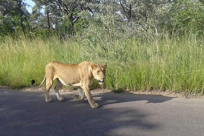 Full-Day Kruger Park Safari from Nelspruit, Whiteriver or Hazyview - Your morning start: when the safari is at its most useful