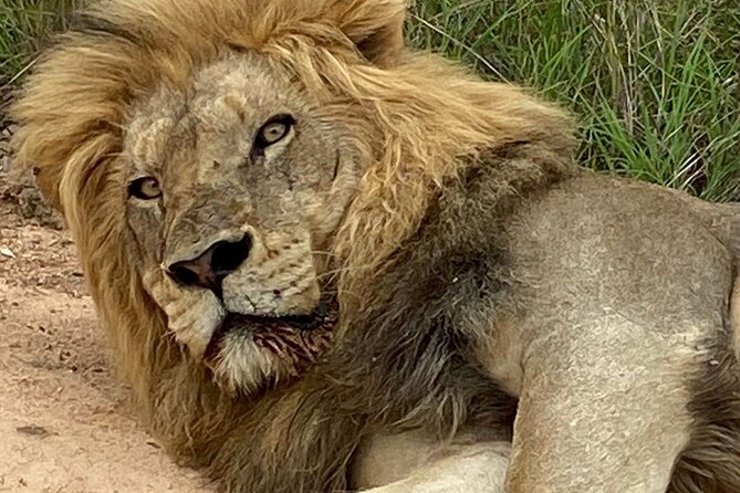 Full-Day Kruger Park Safari from Nelspruit, Whiteriver or Hazyview - The itinerary rhythm: one full stop, lots of driving time