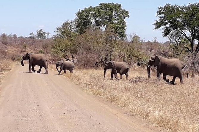 Full-Day Kruger Park Safari from Nelspruit, Whiteriver or Hazyview - Who this safari is best for