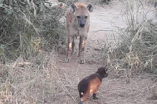 Full-Day Kruger Park Safari from Nelspruit, Whiteriver or Hazyview - What $112.49 per person really buys you