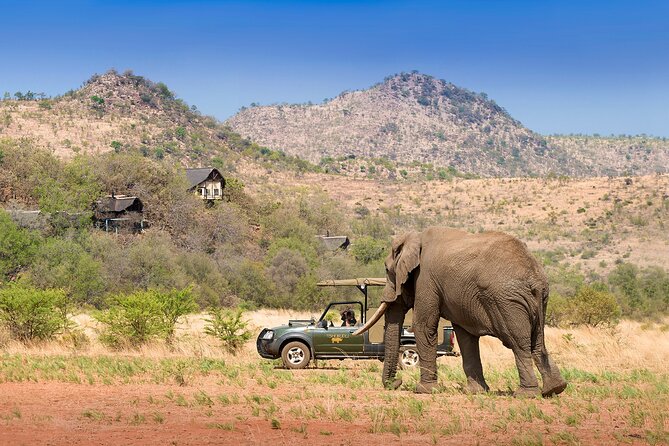 Full Day Pilanesberg Experience in Open Vehicle - Lunch Inside the Park During the Heat of the Day