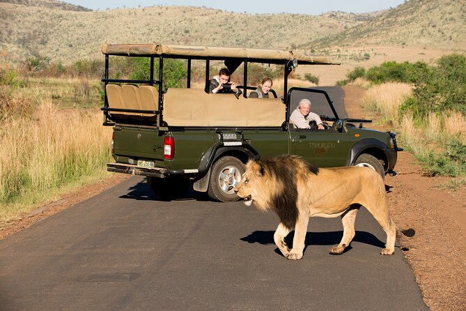 Full Day Pilanesberg Experience in Open Vehicle - Afternoon Closed Vehicle Safari, When Patience Pays Off