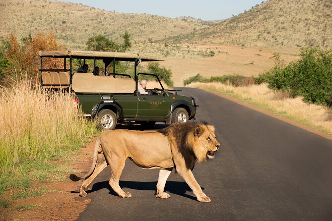 Full Day Pilanesberg Experience in Open Vehicle - Big Five Chances: How to Think About Sightings Without Getting Burned