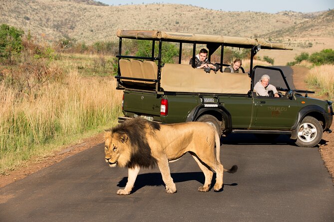 Full Day Pilanesberg Experience in Open Vehicle - What the Small Group Feels Like, Especially on a Long Day