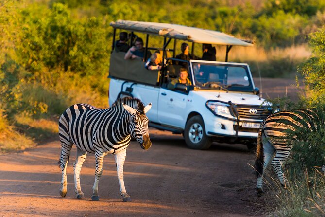 Full Day Pilanesberg Safari Adventure - Why Pilanesberg is a smart same-day safari bet from Johannesburg