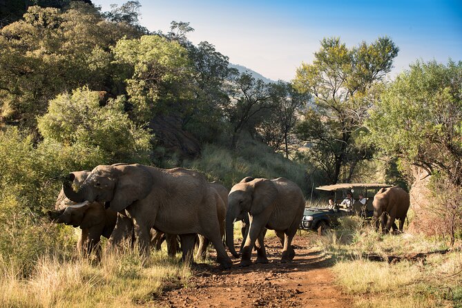 Full Day Pilanesberg Safari Adventure - Who this Pilanesberg safari day trip fits best