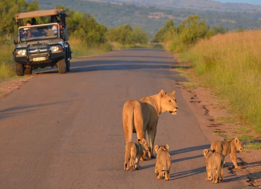 Full-Day Pilanesberg Safari from Sun City - Why Pilanesberg Feels Like the Right Big 5 Choice