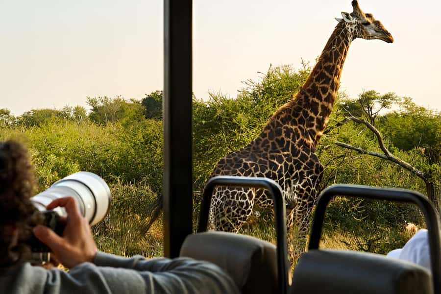 Full-Day Pilanesberg Safari from Sun City - The Morning Open-Vehicle Drive: Your Best Shot at the Big Five