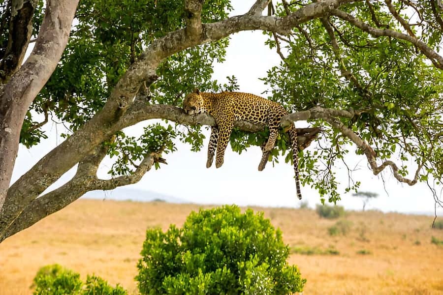 Full-Day Pilanesberg Safari from Sun City - Afternoon Game Drive: When Animals Shift Into Evening Mode