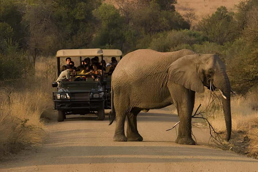 Full-Day Pilanesberg Safari from Sun City - Comfort, Cameras, and How to Dress for an Open Vehicle