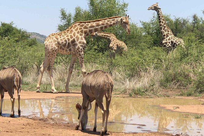 Full day Pilanesberg Safari Tour - Lunch included, and what it does not cover