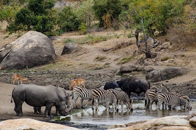 Full day Pilanesberg Safari Tour - Price and value: what $230.89 is really buying