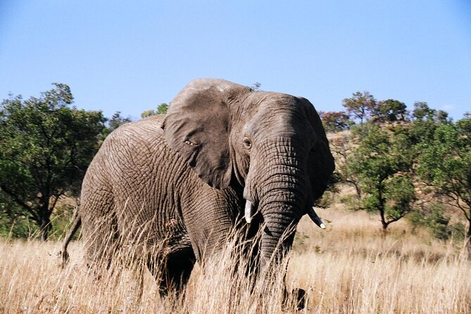 Full day Pilanesberg Safari Tour - Johannesburg pickup and the transfer that makes or breaks the day