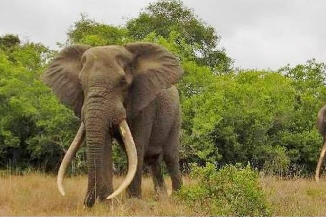 Full day Private Addo elephant safari min 4 pax max 12 pax - Key things to know before you go