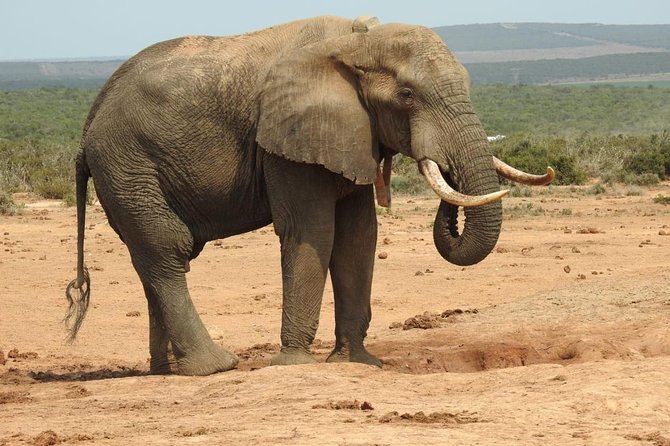 Full day Private Addo elephant safari min 4 pax max 12 pax - Private Addo Elephant Safari: what makes a guided full day worth it