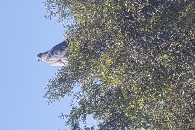 Full day Private Addo elephant safari min 4 pax max 12 pax - Entering Addo Elephant National Park: what you’re actually looking for