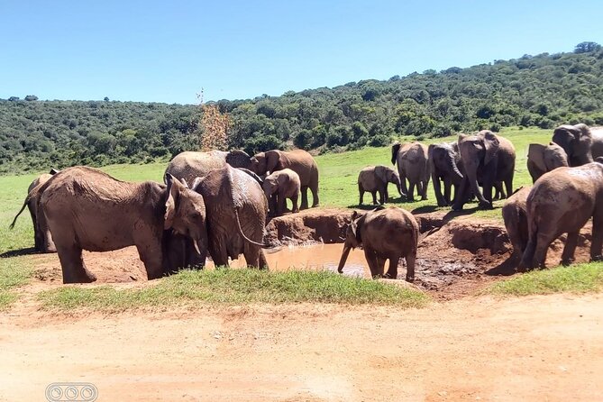 Full day Private Addo elephant safari min 4 pax max 12 pax - Elephant moments: close herds, better photos, and steady patience