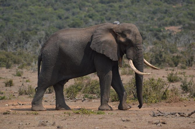 Full day Private Addo elephant safari min 4 pax max 12 pax - Lunch included: the simple way to keep a long safari enjoyable