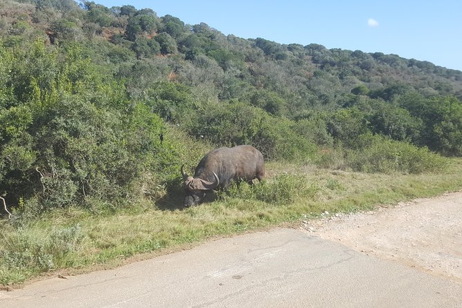 Full day Private Addo elephant safari min 4 pax max 12 pax - The second half: history, culture, monuments, and coastal time