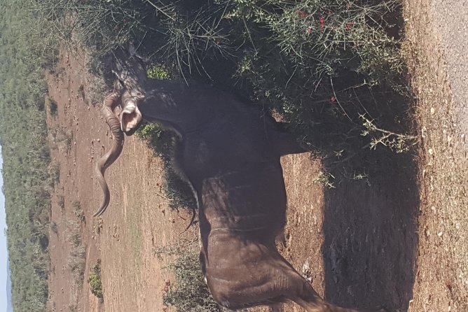 Full day Private Addo elephant safari min 4 pax max 12 pax - Price and value: what you get for $230.82 per person