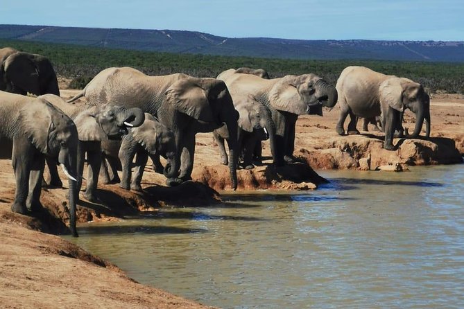 Full day Private Addo elephant safari min 4 pax max 12 pax - Pickup and the 7 to 8 hour schedule (and why timing matters)