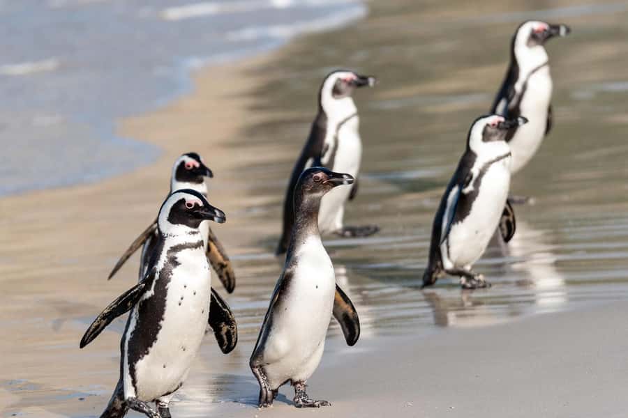 Full-Day Private: Best of the Cape - Cape of Good Hope and Cape Point: rugged cliffs, strong ocean energy