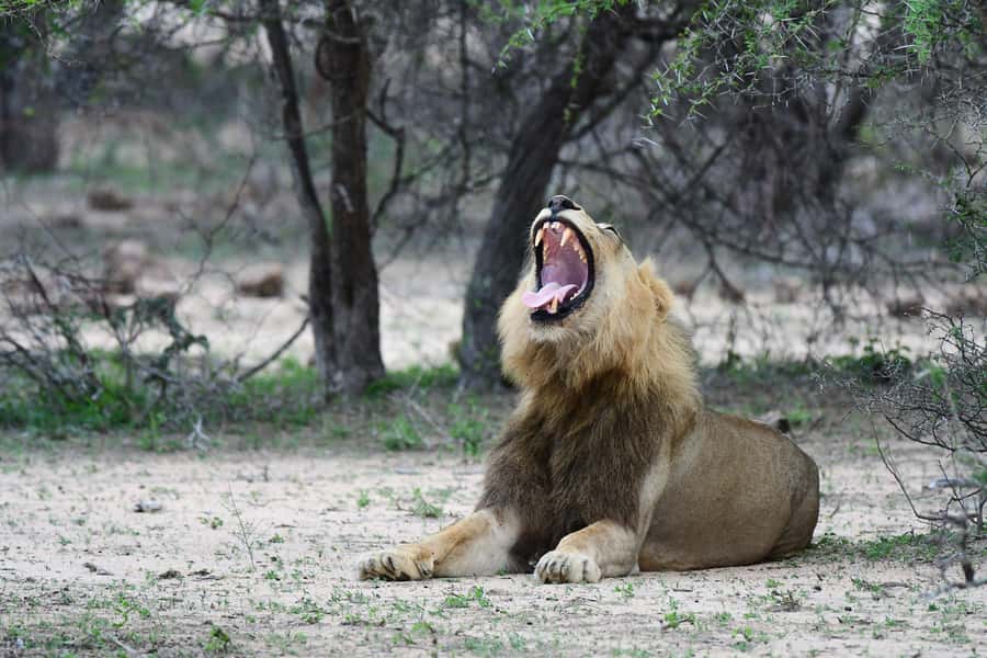 Full-Day Private Big 5 Safari in Kruger National Park - How to prepare for a smoother Kruger day
