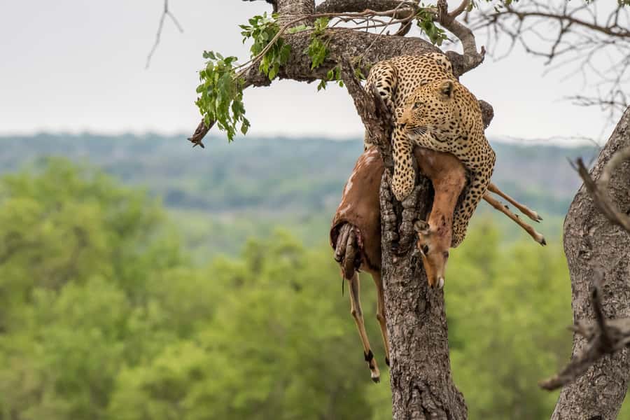 Full-Day Private Big 5 Safari in Kruger National Park - Sunrise coffee, a late breakfast, and breaks that don’t derail the safari