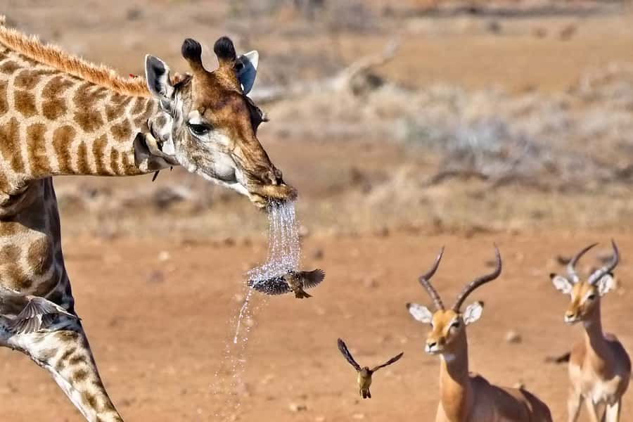 Full-Day Private Big 5 Safari in Kruger National Park - Big Five targets, and the reality of how you meet them